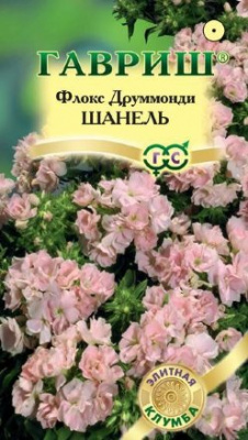 Флокс Шанель друмм. 8шт Элитная клумба