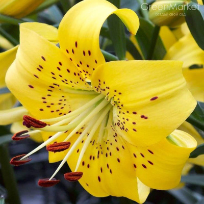 Лилия Перл Дженифер (5 шт)