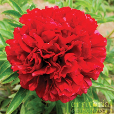 Пион Элиза Лунди (1 шт)