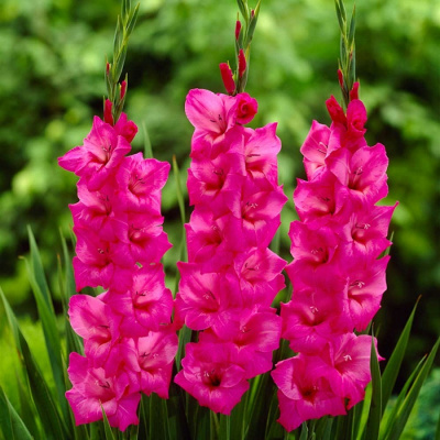 Гладиолус Фиделио 14+ (7 шт)