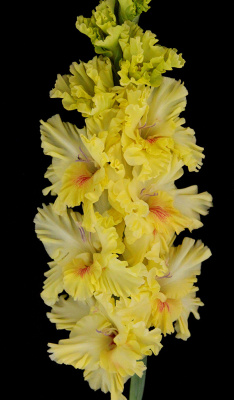 Гладиолус Изюминка (7 шт)