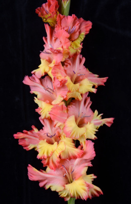 Гладиолус Чебурашка (5 шт)