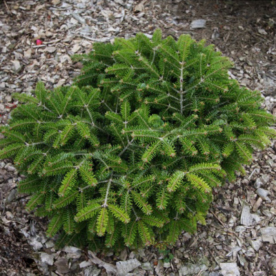 Пихта нормандская Барабитс Компакт С1,5