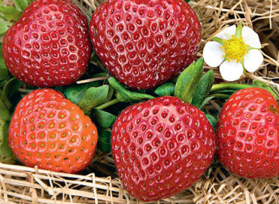 Земляника Эви 2 (40 шт)