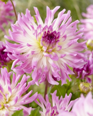 Георгин Болд Аксент (1 шт)