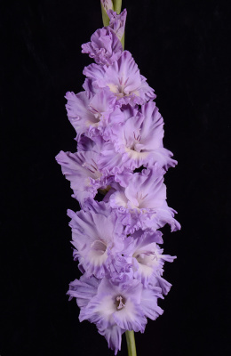 Гладиолус Голубая метель (5 шт)