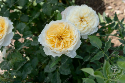 Роза Беатрис (шраб (англ), желт)