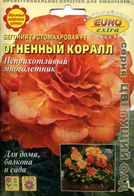 цБегония Огненный коралл густомахр.
