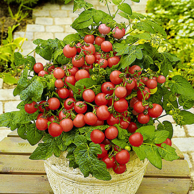 Томат Малиновое кружево 3шт