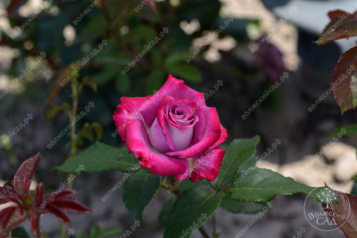 Роза Дип перпл (ч.-гибрид, розов)