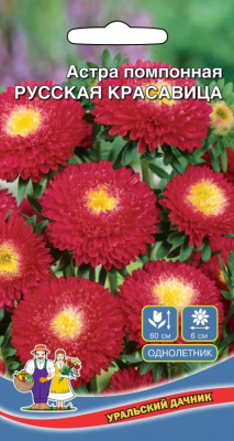 цАстра Русская красавица