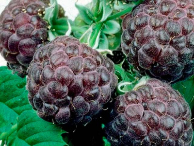 Малина Глен Кое