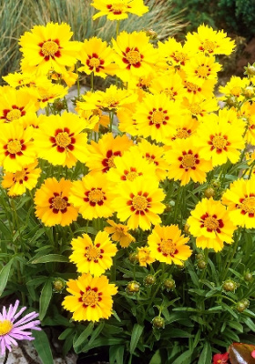 Кореопсис Стернталер (2)