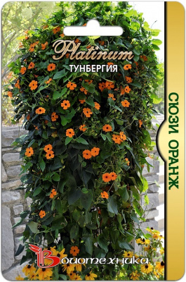 Тунбергия Сюзи оранж 6шт