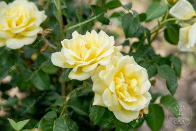 Роза Голден селебрейшн (шраб, анг. желтая)