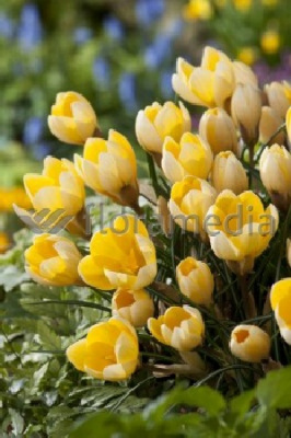 Крокус Романс (10 шт)