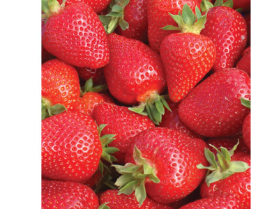 Земляника Олимпия (40шт)