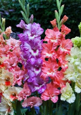 Гладиолус Смесь сортовая (5 шт)