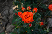 Роза Алегрия (спрей, оранж)