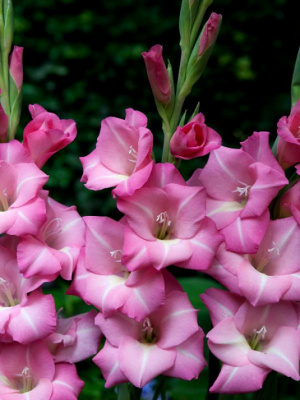 Гладиолус Апрес Тои (10 шт)