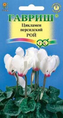 Цикламен Рой 3 шт