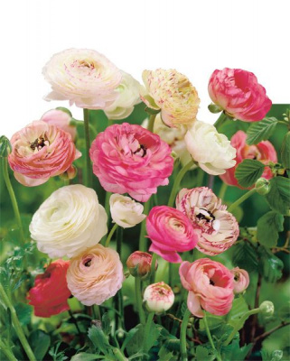 Ранункулюс Пинк-Уайт (10 шт)/смесь