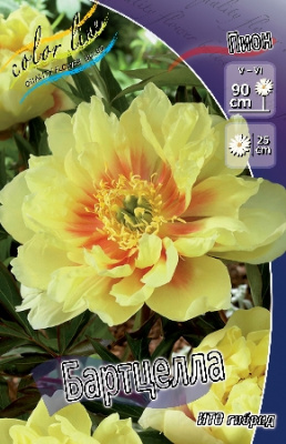 Пион Бартцелла 3/5 (1 шт)