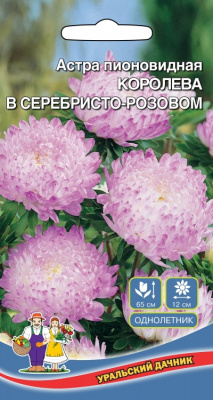 цАстра Королева в серебристо-розовом пионовидная