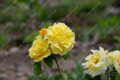 Роза Казино (плет, желтая)