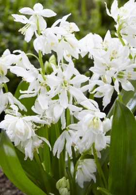 Сцилла Сибирская Альба (10 шт)