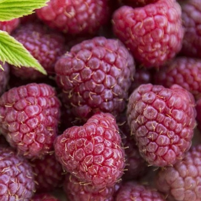 Малина Кримсон Найт 20шт