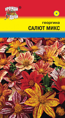 цГеоргина Салют Микс смесь