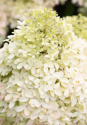 Гортензия Роял Флауэр С2