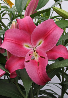 Лилия РОБИНА 16/18 (3 шт)