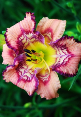 Лилейник Гет Джигги (1 шт)