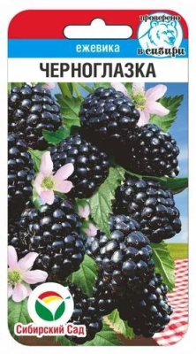 Ежевика Черноглазка 10шт