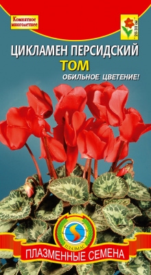 цЦикламен Том 3шт