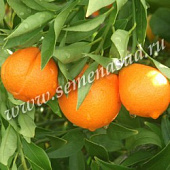 Цитрус Оранжекват