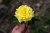 Роза Казино (плет, желтая)