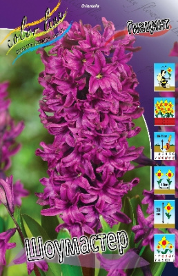 Гиацинт Шоумастер (5 шт.)