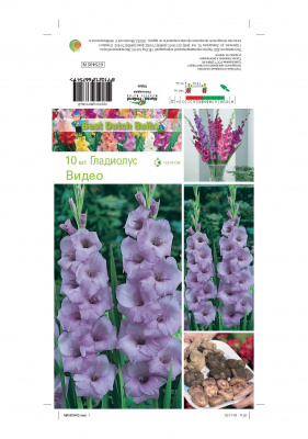 Минивитрина Гладиолус Видео (100шт)