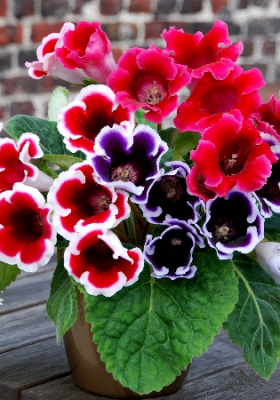 Глоксиния Смесь сортов (2 шт)