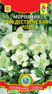 цМорозник Рождественская Роза 5шт