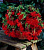Минивитрина Бегония Red 5/6 (50 шт)