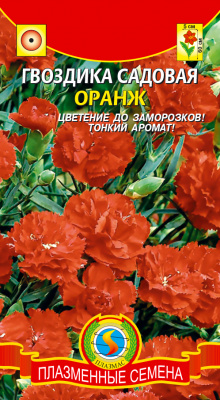 цГвоздика Оранж садовая