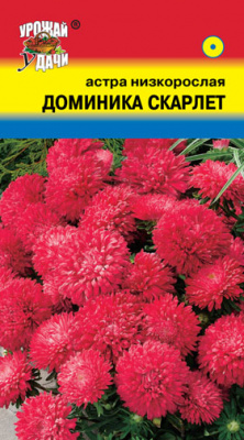 Астра Доминика Скарлет низк. 0,2г