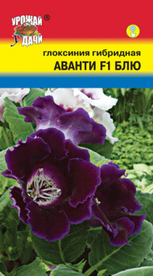 цГлоксиния Аванти блю 3шт