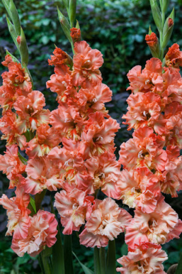 Гладиолус Calendar Frizzle