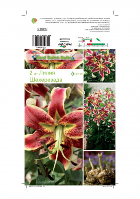 Лилия Шехерезада (1 шт)