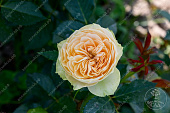 Роза Шампань Рококо (шраб желтый)